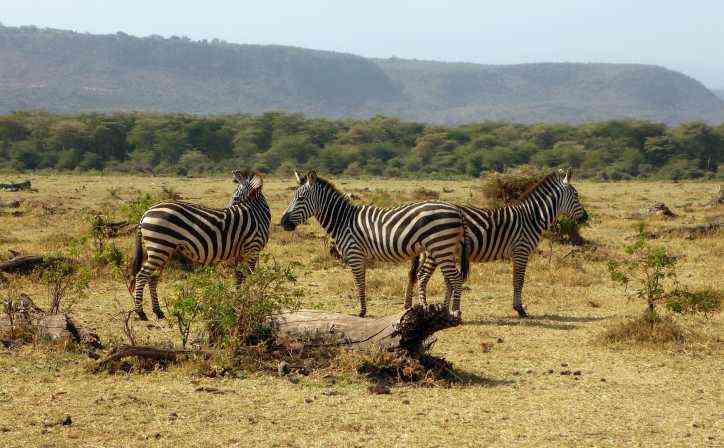 4 Days Safari to Manyara, Serengeti & Ngorongoro
