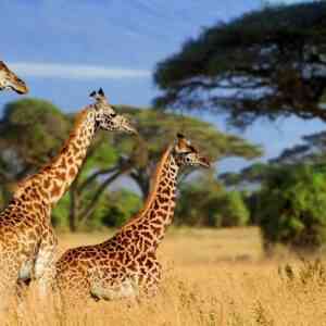 5 Days Safari to Mikumi & Nyerere National Park