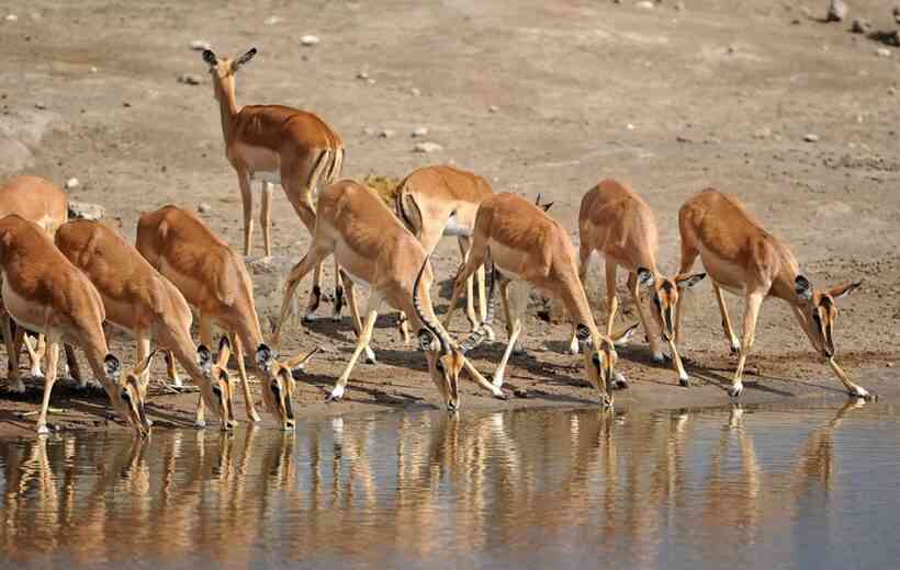 2 Days Safari to Manyara National Park